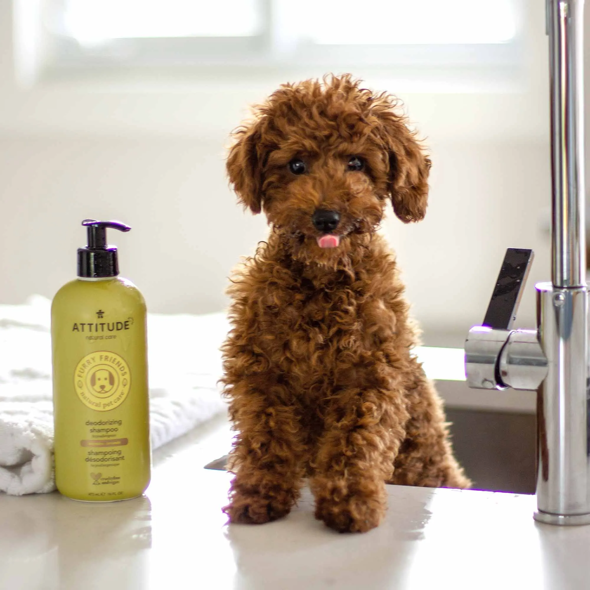 2-in-1 Nourishing Shampoo & Conditioner for Pets : FURRY FRIENDS™ : Lavender