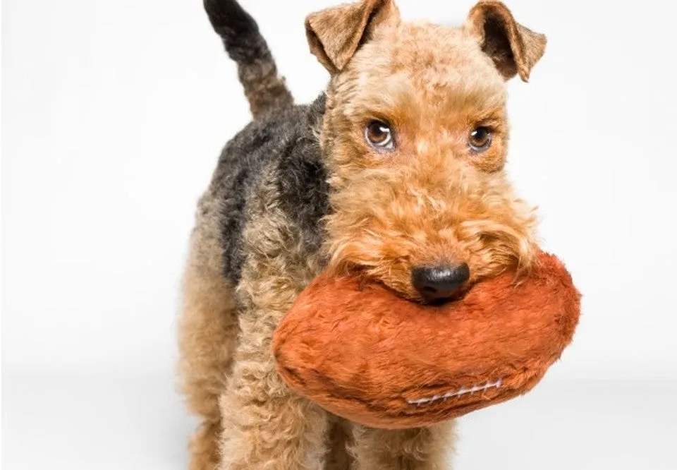 Fluff & Tuff Football Plush Dog Toy - Wholesale